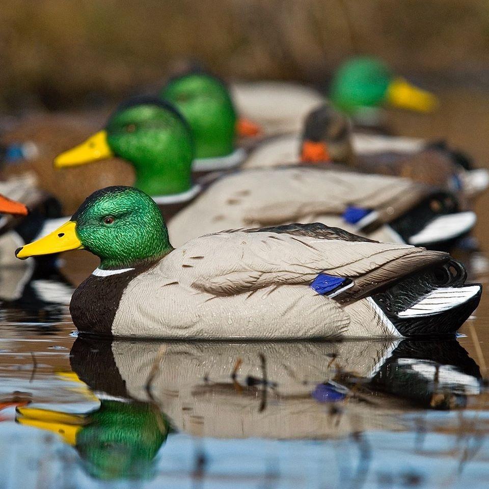 SX Decoys Mallard Floater Painted 6 Pack - Pacific Flyway Supplies